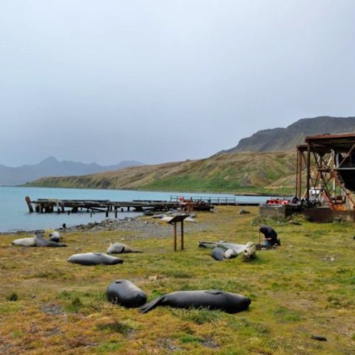 Michael and Jamie Colman meet the inhabitants of Grytviken