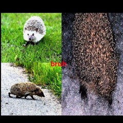 hedgehog