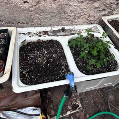 junie b. jones demo.m4a