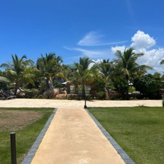 Cuban Jungle