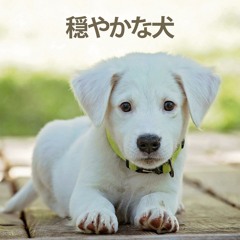 器楽犬の音楽 S Stream 器楽犬の音楽 S Stream
