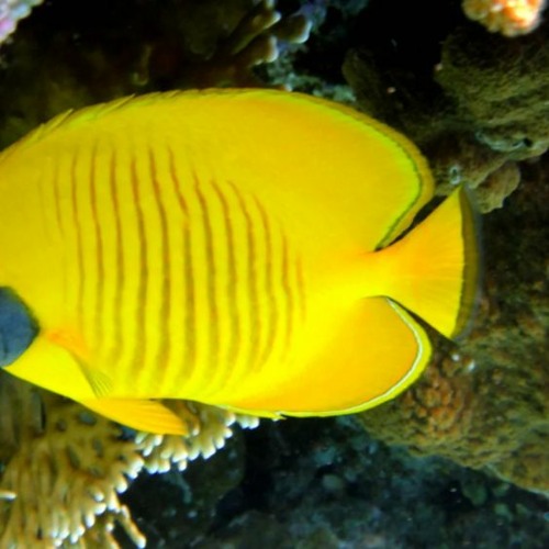 キャッシュキャッシュキャッシュ background music for presentation (FREE DOWNLOAD)