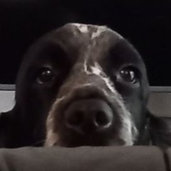 Bon Chien !