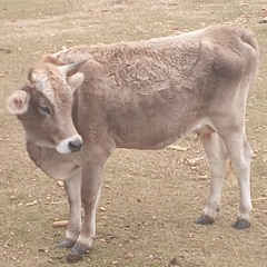 love suffocation (prod. eld3n)