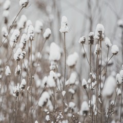 심규선 - 화조도 Cover