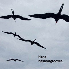 birds