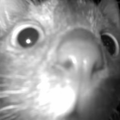 arca noï§ə płayłï§t