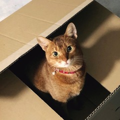 참