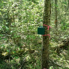 Pukaskwa Forest Birds --Pukaskwa National Park, Ontario, Canada