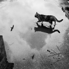 Stray/Less