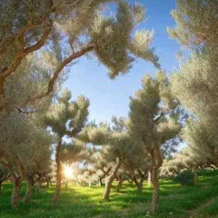 NA NDIMAKI KOTOSA YO - EstrelaT Ft Diansy & Ricardo