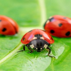3binky ash on my thumb