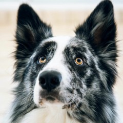 Natural Remedies For Dog Acid Reflux