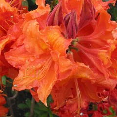 same thing w/ majora's ( UMIT x ‪dec3m‬ x v3rr_on)