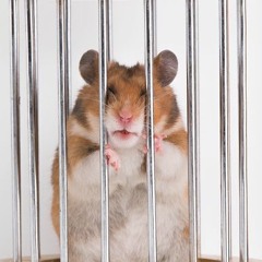 hamster in jail