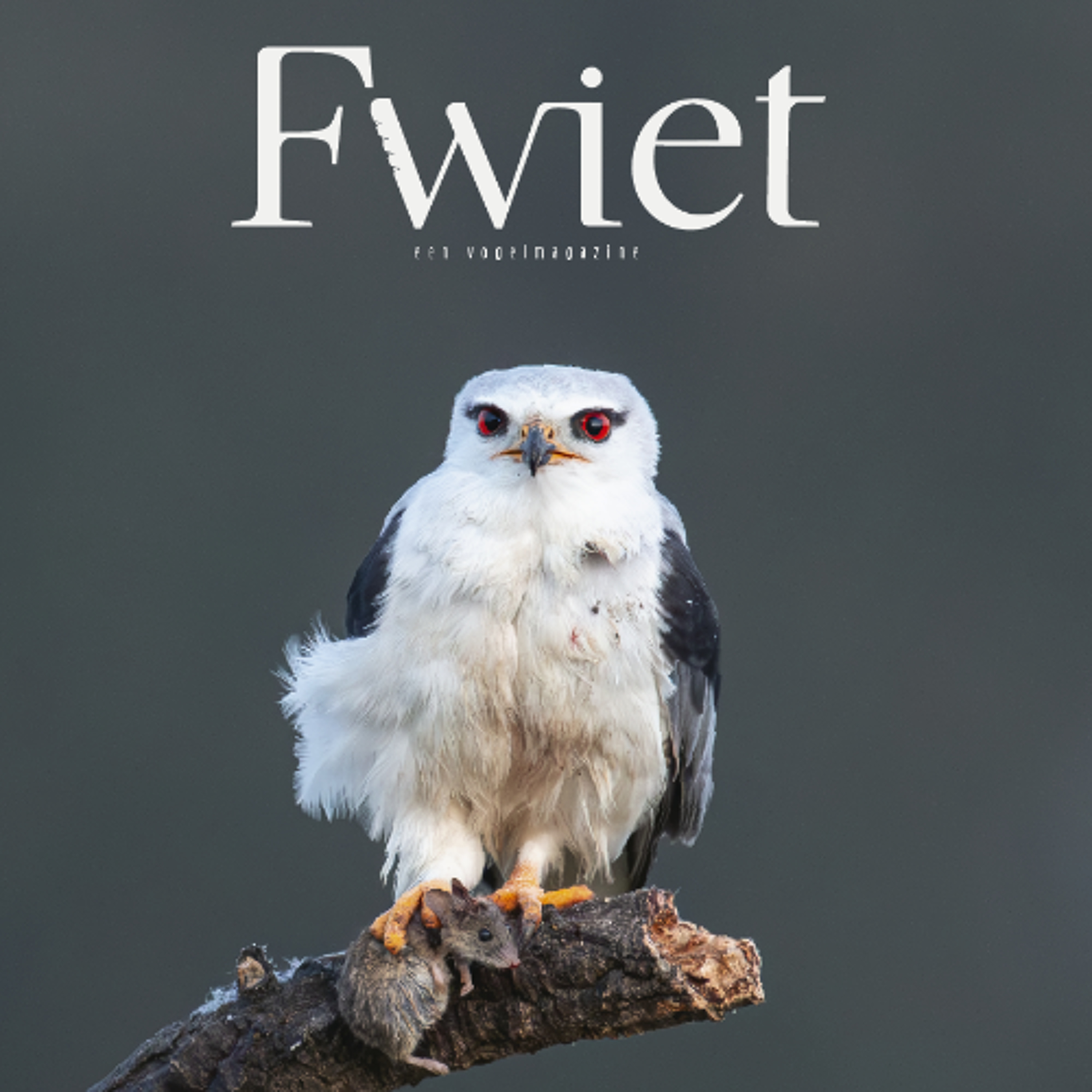 Fwiet! Fwiet!! 76  met Jeroen Denaeghel  over FWIET 11: ROVERS