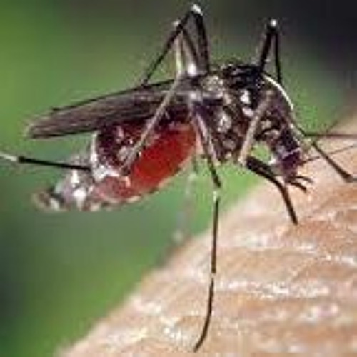 Warning as 11 people die from Malaria in Gauteng