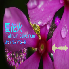 夏花火-Talinum calycinum-