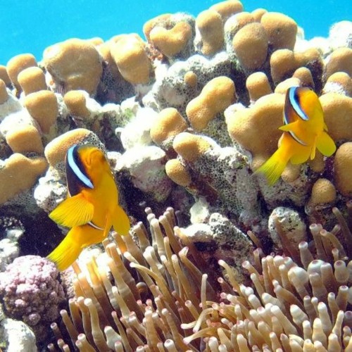 亿万富翁，亿万富翁 your background (FREE DOWNLOAD)