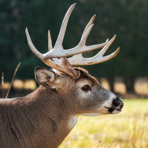 Stream Deer Management Survey & 2022 Harvest Results With Nancy Hansen