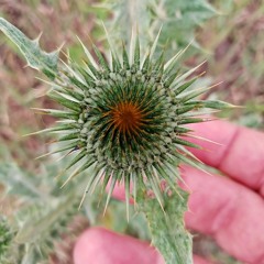 Anna Y Bruno - Snake Hymn