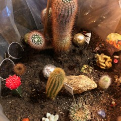 Quarantäne Tag 15 - Funky Power Auwä