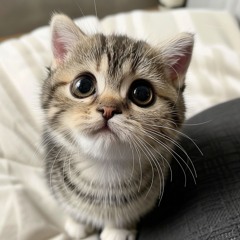 귀여운 고양이1