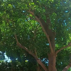 موسى حافظ دبكة عسكرية
