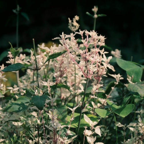 curl up n die - matt maltese