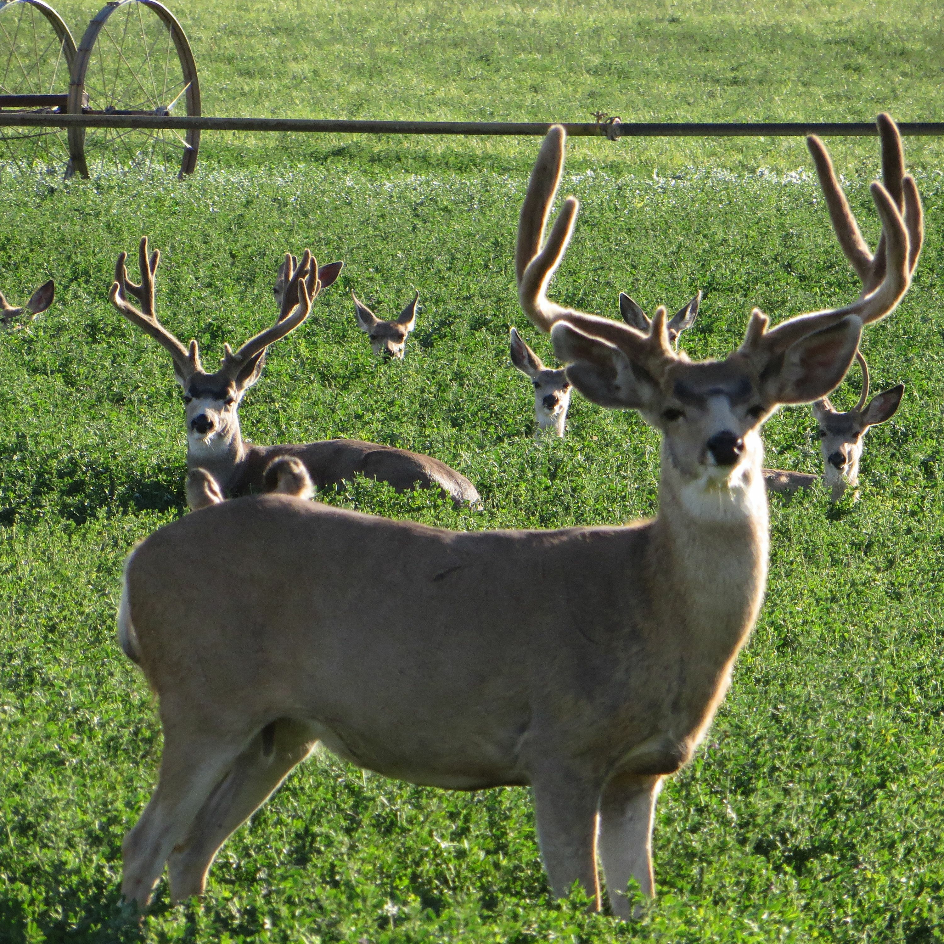 E55 - Nevada Hunting Season