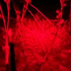 Jezebel | mixtape001