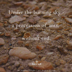 a procession of ants [naviarkaiku622]