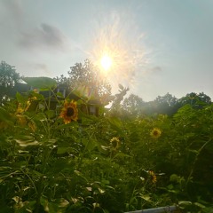 She Was Like Sunflower Valley (Part I)