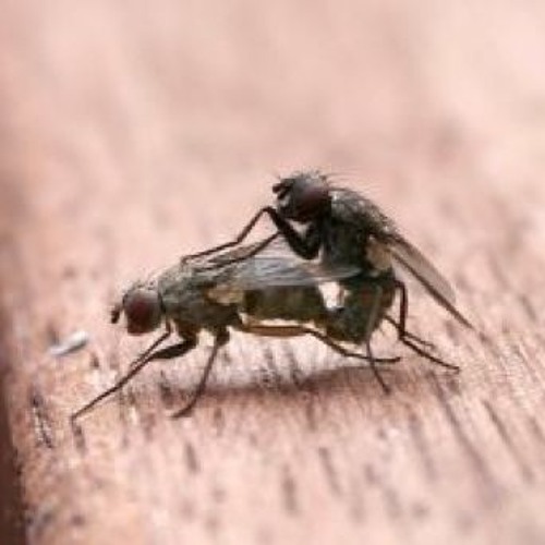 MEGA DA MURIÇOCA KKKK [ DJ SAIZE ]