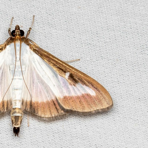 Algia - Crambidaes Song (preview)