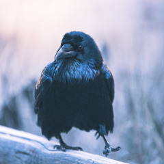 De Noche, Todos Los Gatos Son Pardos