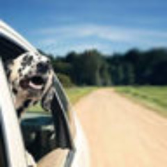 passenger seat (rabi)