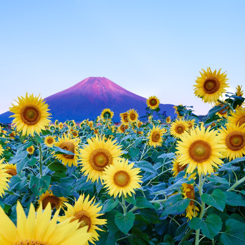 I've Given Up the World