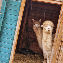 Gold & Silva - Slow Spring Vibrations