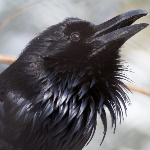 Strange call of a Raven