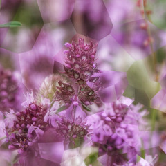 Myrtle Gift Steeped in Grace