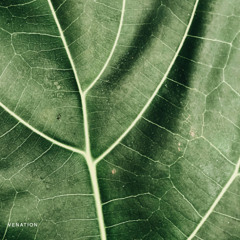 Branching Equinox (Alternate Version)