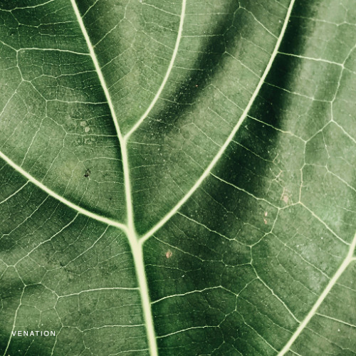 Branching Equinox (Alternate Version)