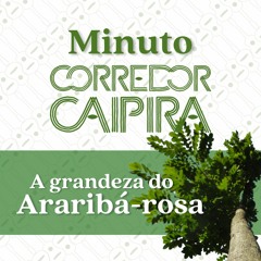 Araribá-rosa, um gigante da Mata Atlântica! | Minuto Corredor Caipira