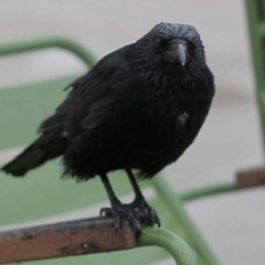 LAST GOODBYE JEFF BUCKLEY ACOUSTIC LIVE COVER