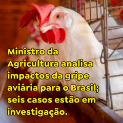 Ministro da Agricultura analisa impactos da gripe aviária para o Brasil; seis casos em investigação.
