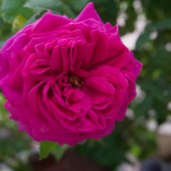 La Rose