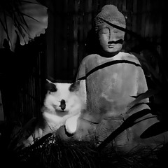 Sleepwalking by voi (slowed)