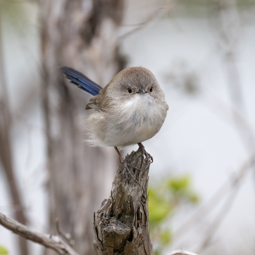 Rikka, Flight of the Wren