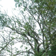 Dawn Chorus (1) - 26 April 20 - 5.22am